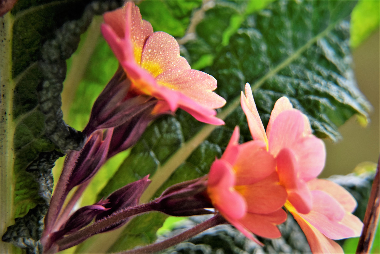 Morgentliches öffnen der Primel-Blüten