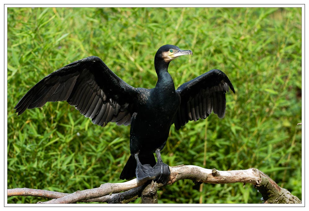 Morgentliches Trocknen des Kormorans (Phalacrocorax carbo)