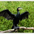 Morgentliches Trocknen des Kormorans (Phalacrocorax carbo)