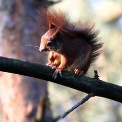 Morgentoilette