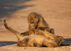 Morgentoilette