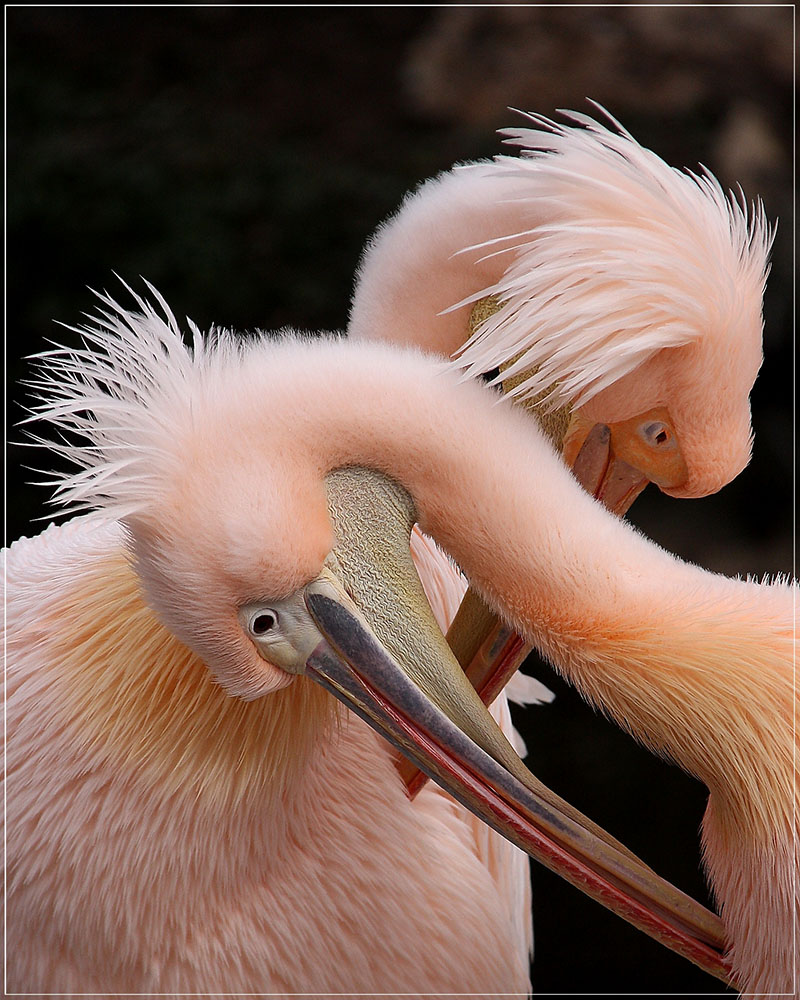 "Morgentoilette"