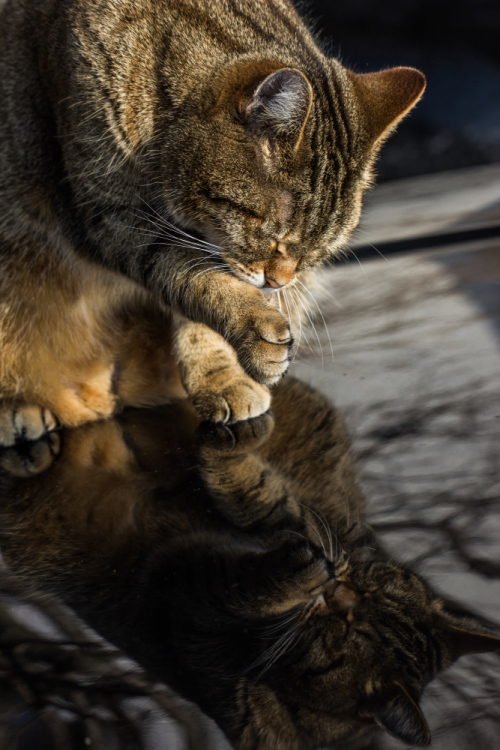 Morgentoilette...