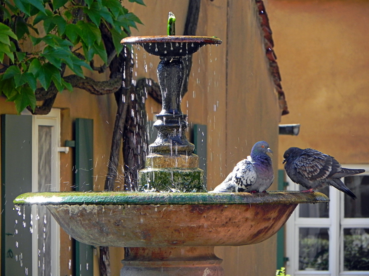 Morgentoilette