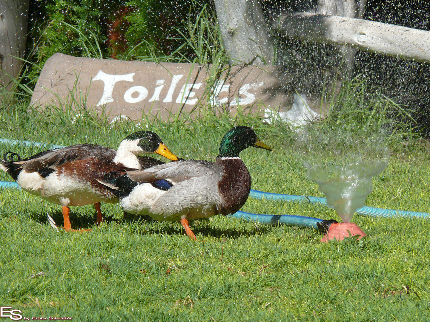 Morgentoilette ;-)