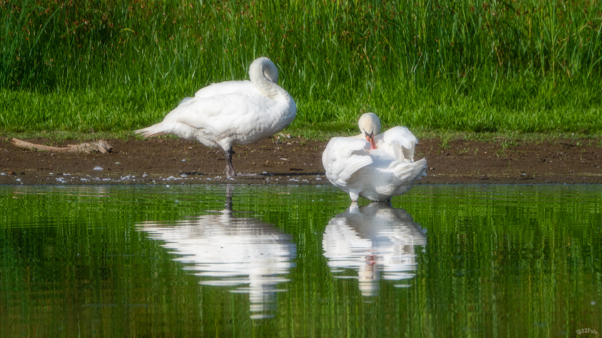 Morgentoilette …