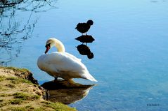 Morgentoilette bei Schwan und Ente