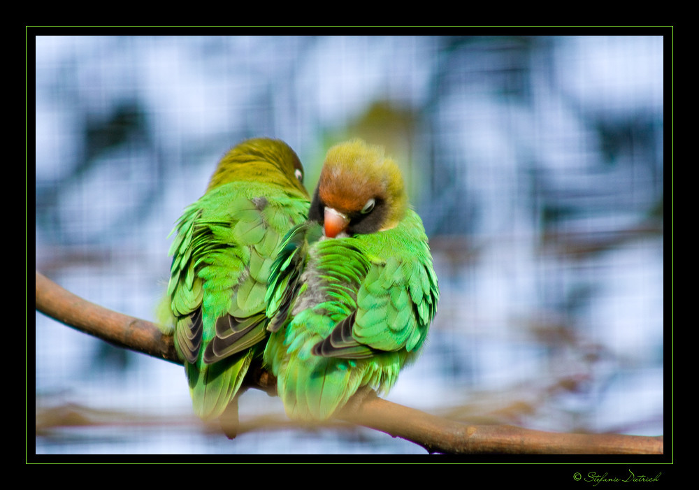 Morgentoilette