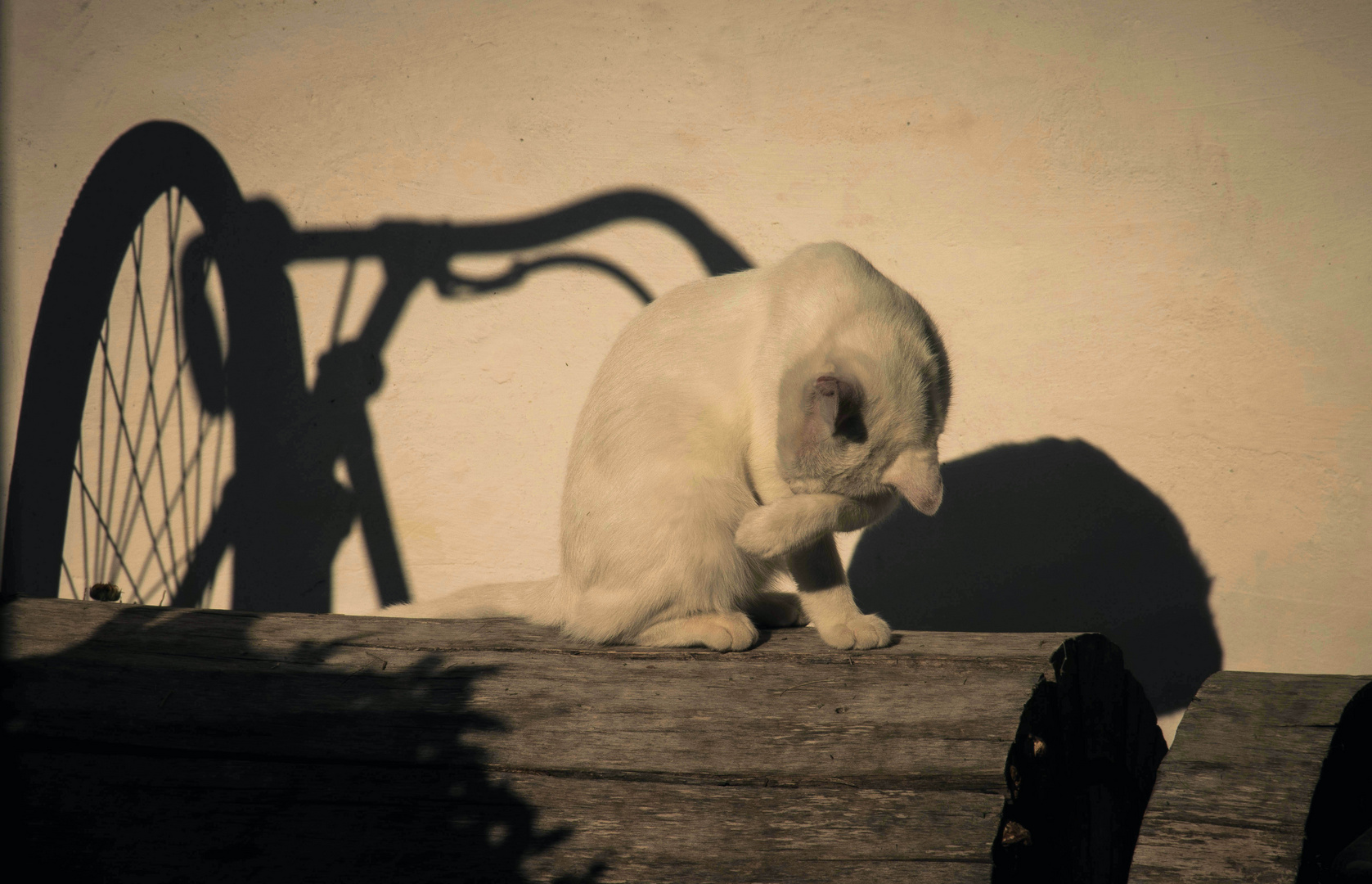 Morgentoilette