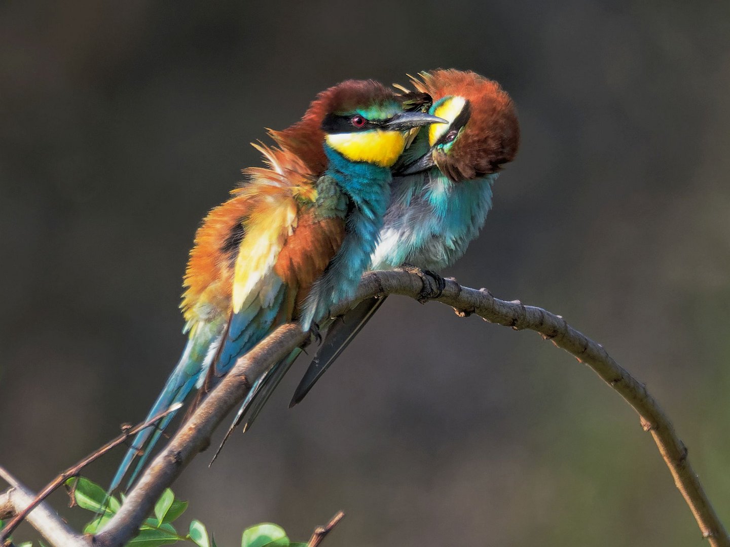 Morgentoilette der Bienenfresser