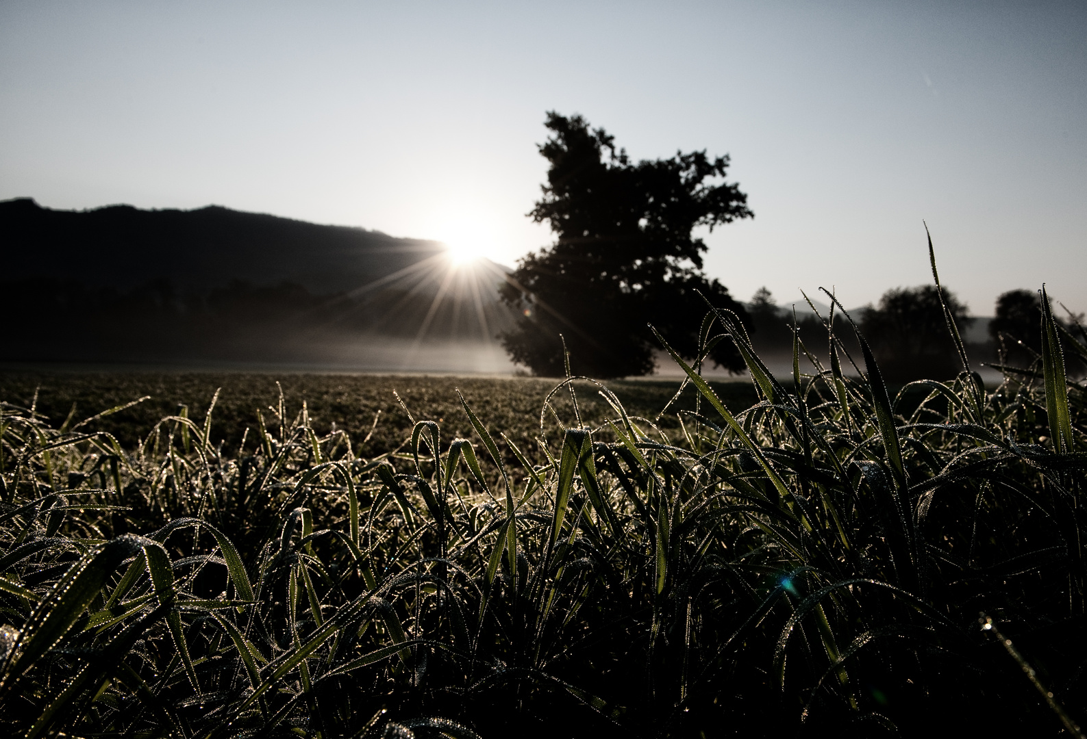 MORGENTRÄNEN