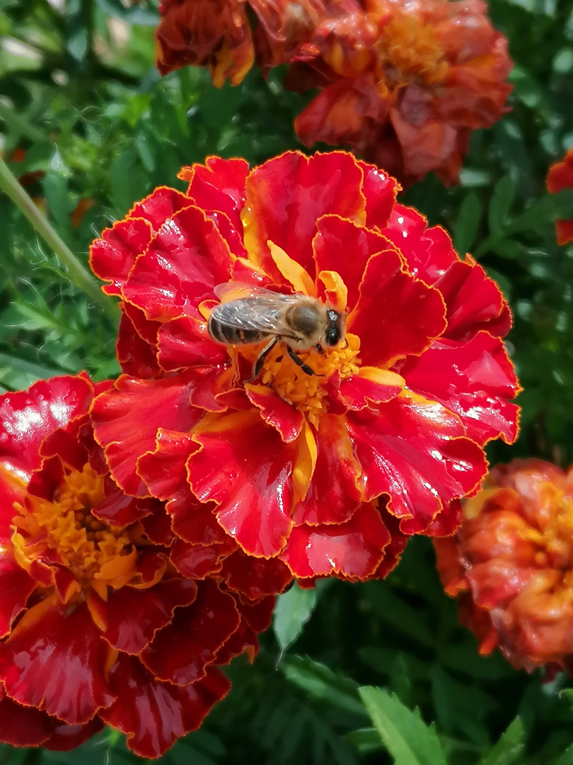 Morgentrunk auf Tagetes