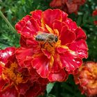 Morgentrunk auf Tagetes