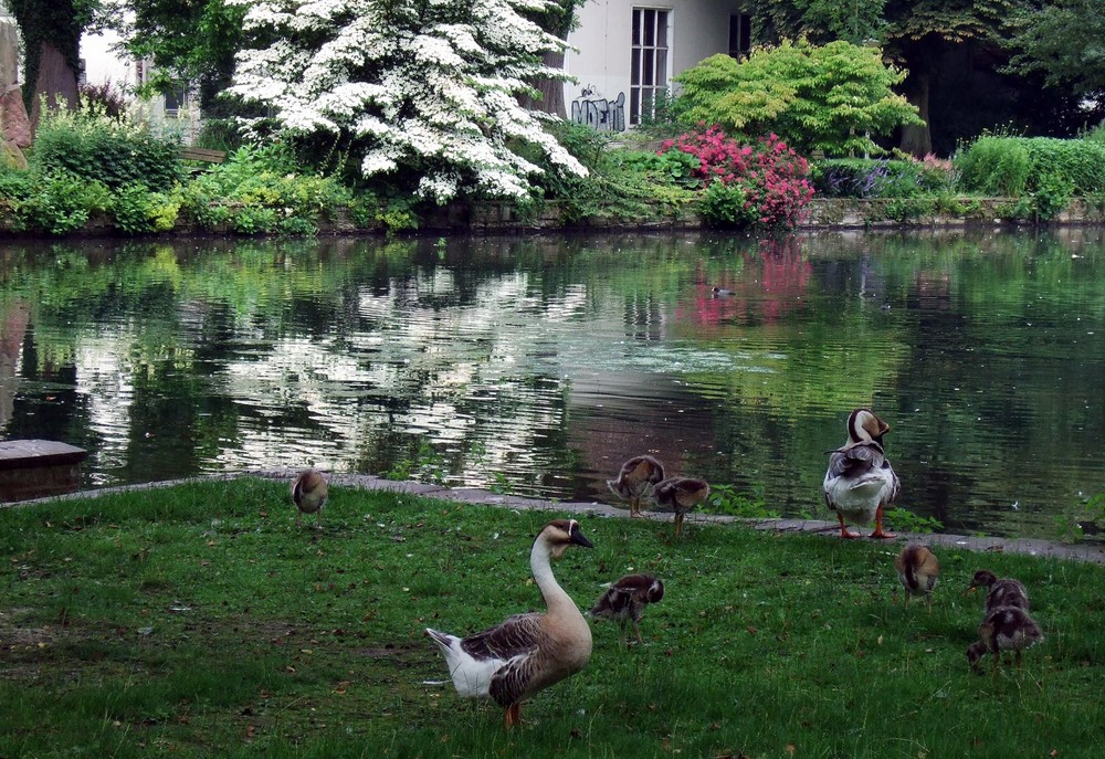 -Morgenwäsche am Teich-