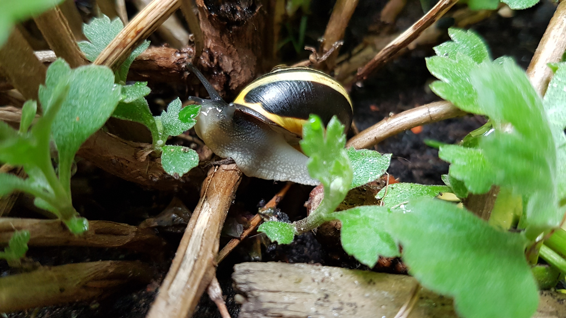 Morgenwäsche der Bänderschnecke :-)