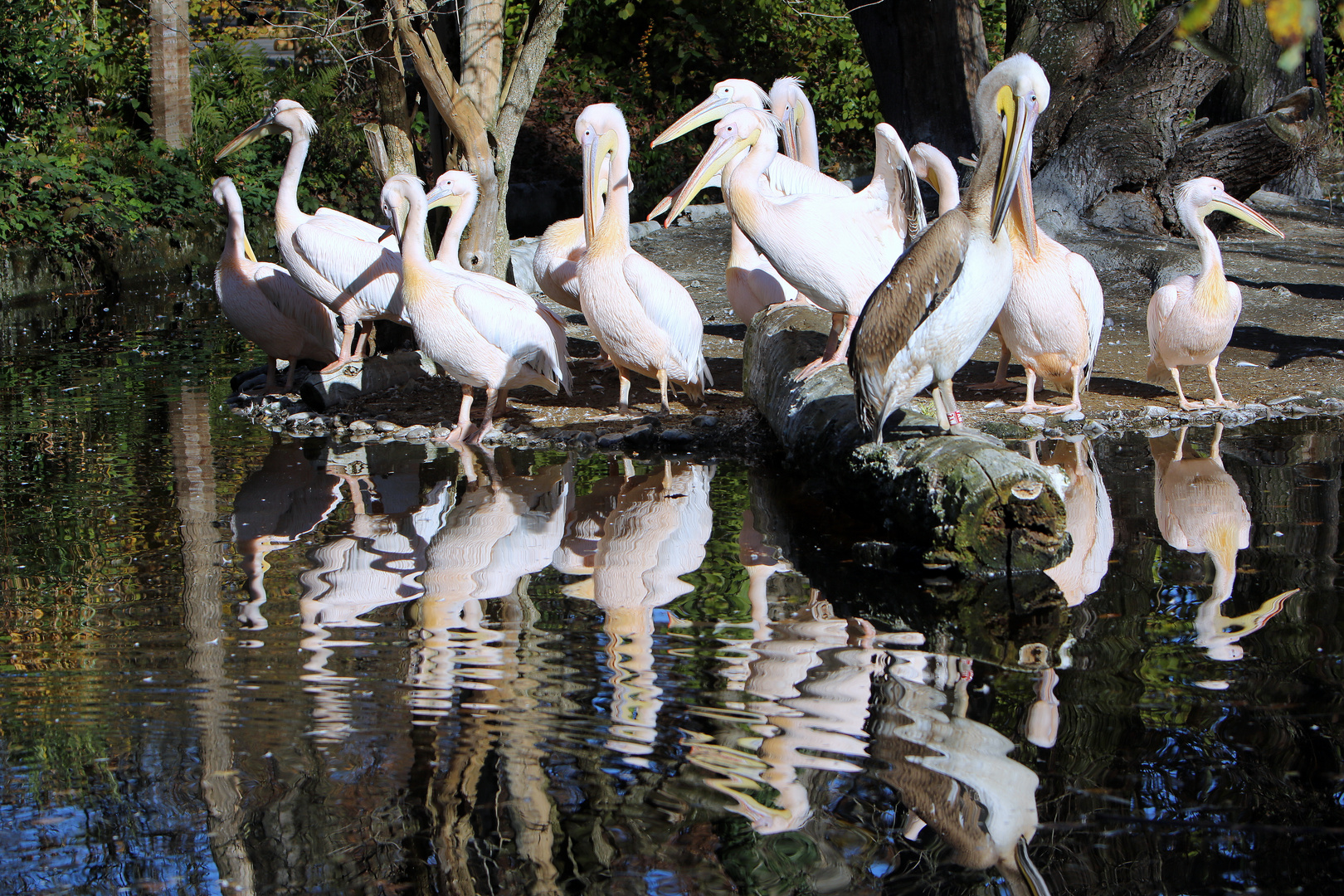 Morgenwäsche der Pelikane