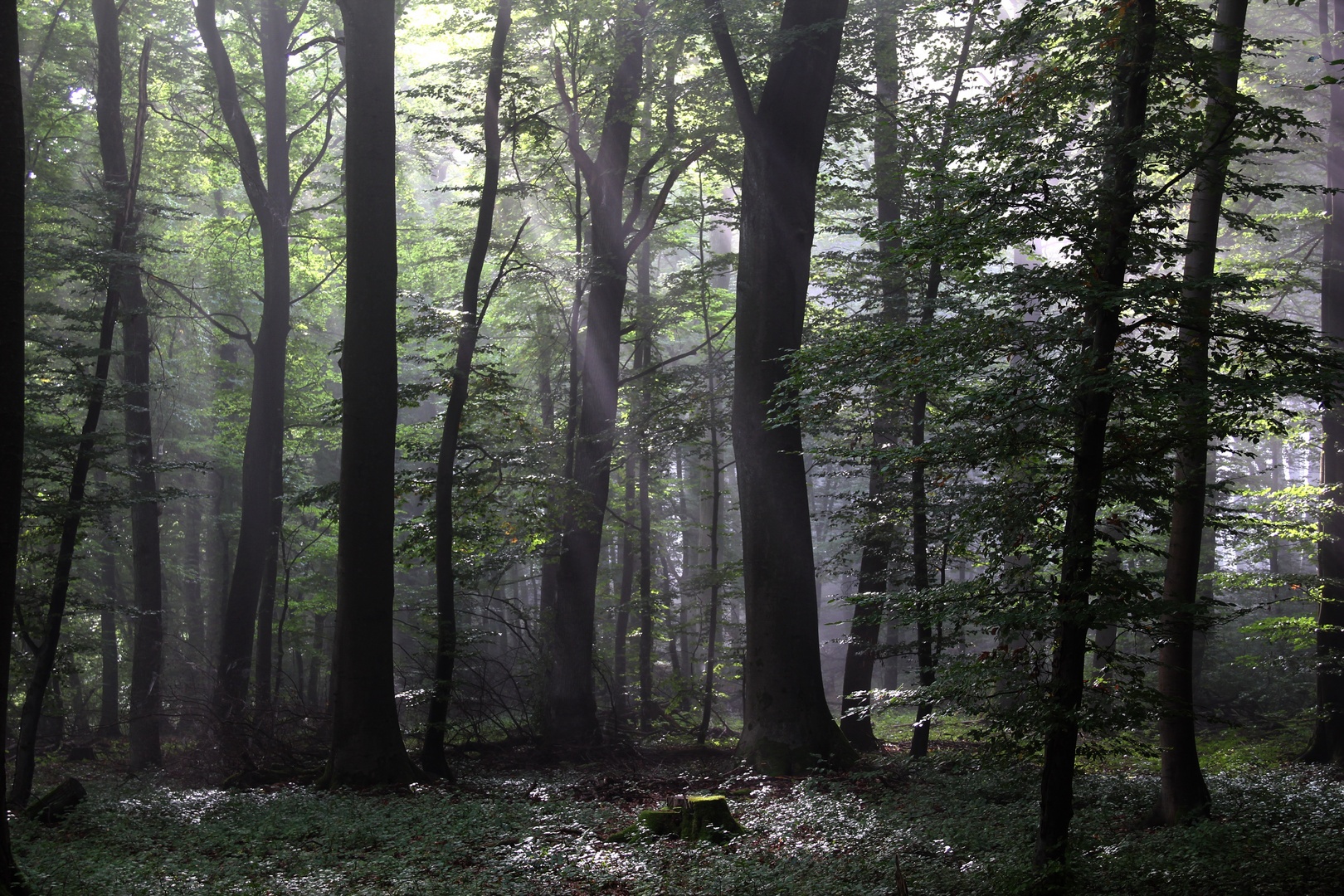 Morgenwald im Spätsommer