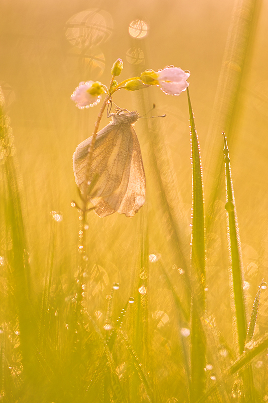 Morgenwiese im Mai