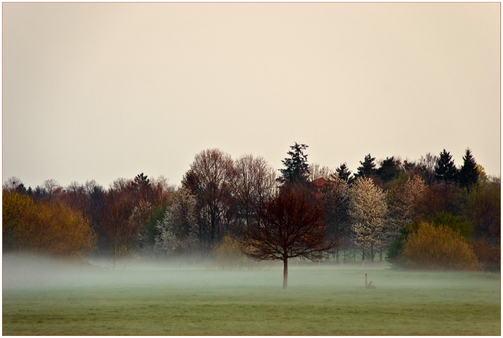 Morgenwiesennebel, Wiesenmorgennebel, Nebelwiesenmorgen