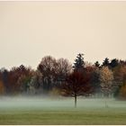 Morgenwiesennebel, Wiesenmorgennebel, Nebelwiesenmorgen