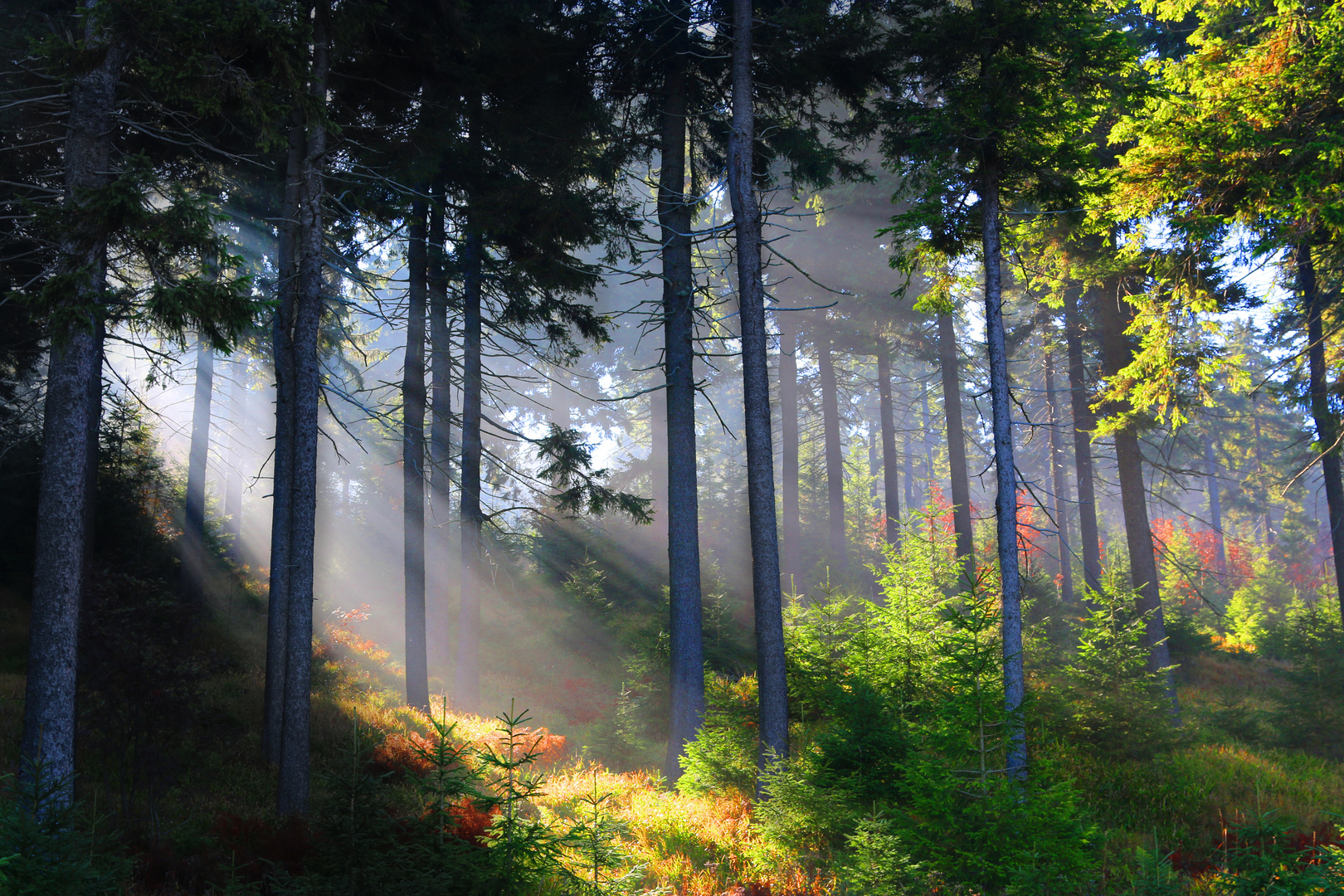 Morgesntimmung in einem Nadelwald I