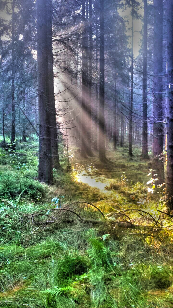 Morgige Sonnenstrahlen im Wald