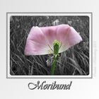 Moribund