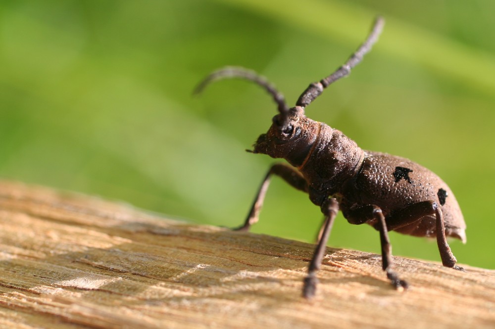 Morimus funereus