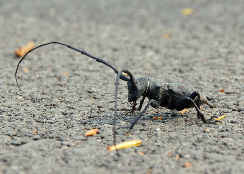 Morimus verecundus Foto & Bild macro e close up, macro di insetti
