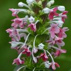 Morina longifolia - Elfendistel