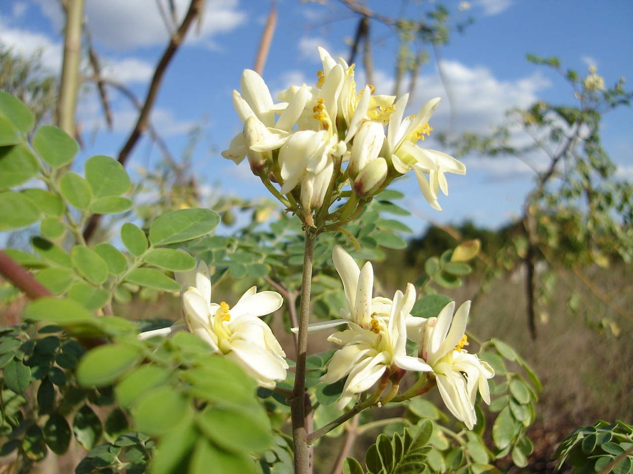 Moringa Oleifera