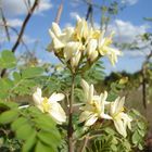 Moringa Oleifera