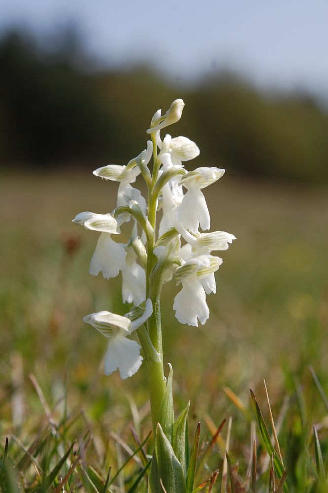 Morio-Albino in Mittelhessen