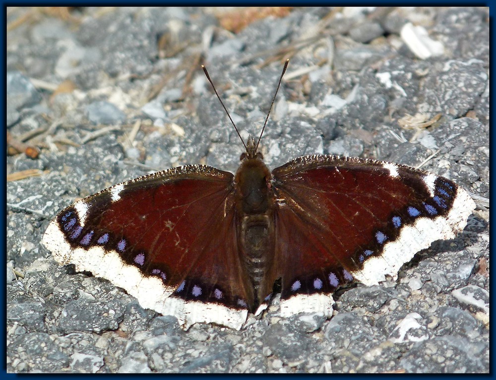 *Morio ou Manteau Royal* (nymphalis antiopa)