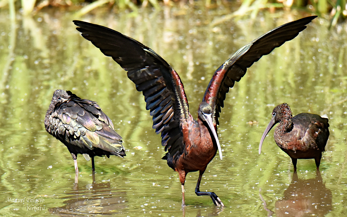 Moritos - Plegadis falcinellus