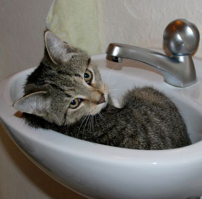 Moritz das Katerchen