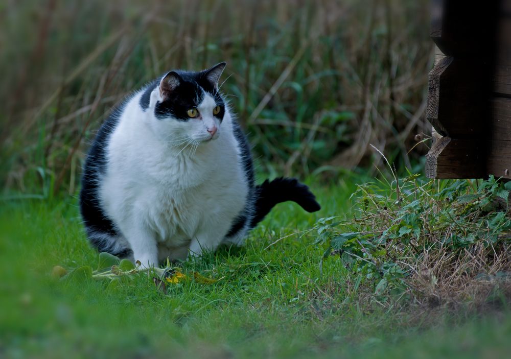 Moritz, der dickste Kater