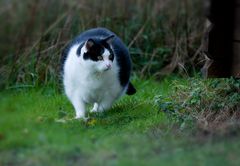 moritz, der dickste Kater