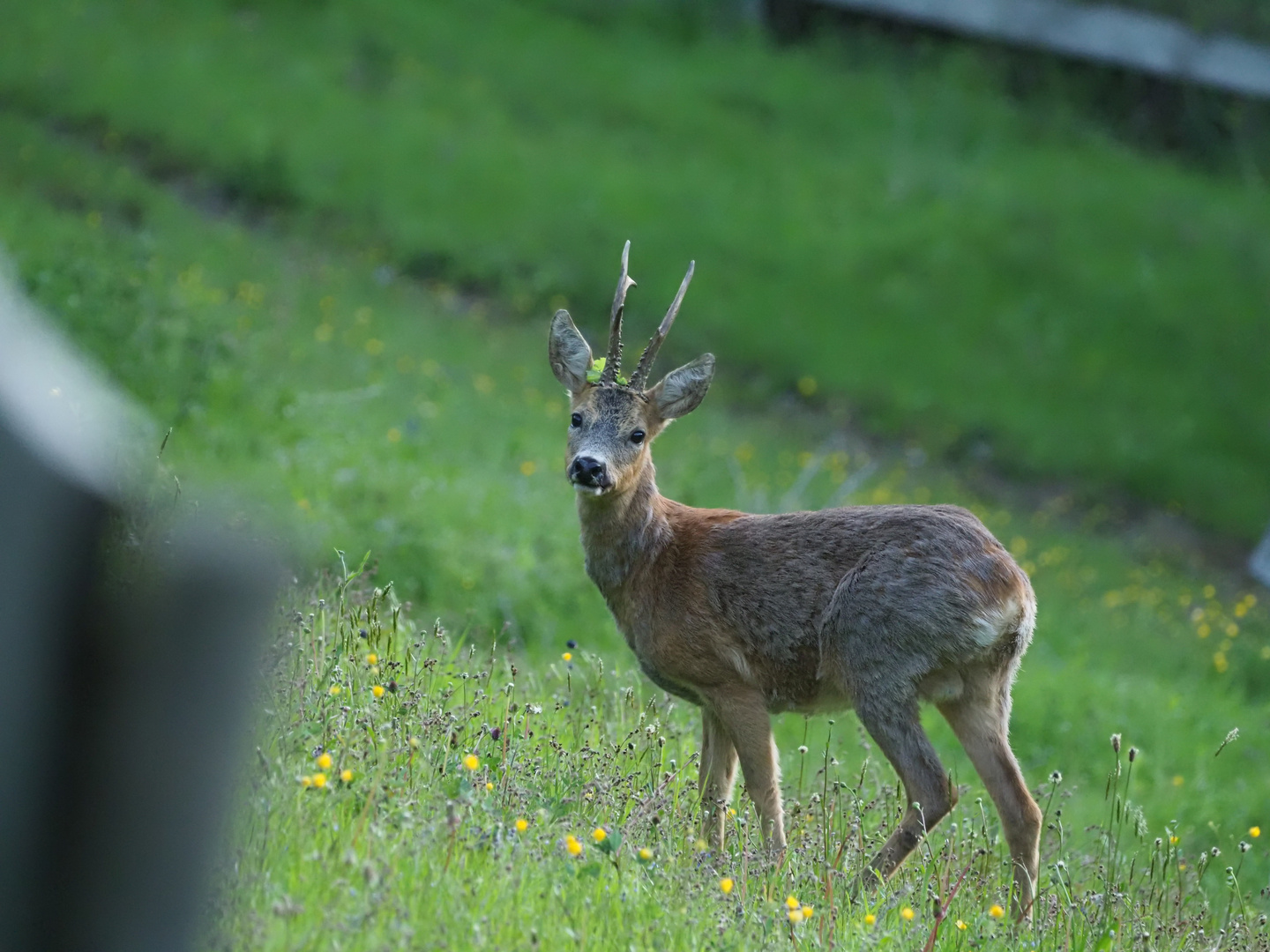 Moritz früh am Morgen