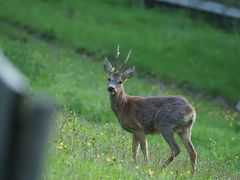 Moritz früh am Morgen