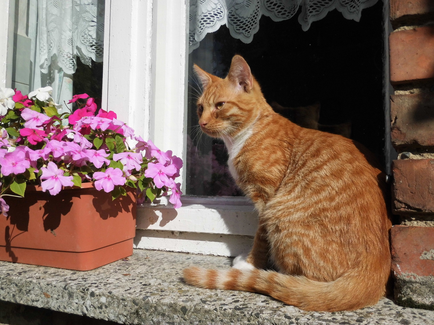 Moritz genießt die Sonne auf dem Bauernhof in Drosedow, bei Loitz