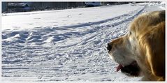 ~ Moritz im Schnee ~