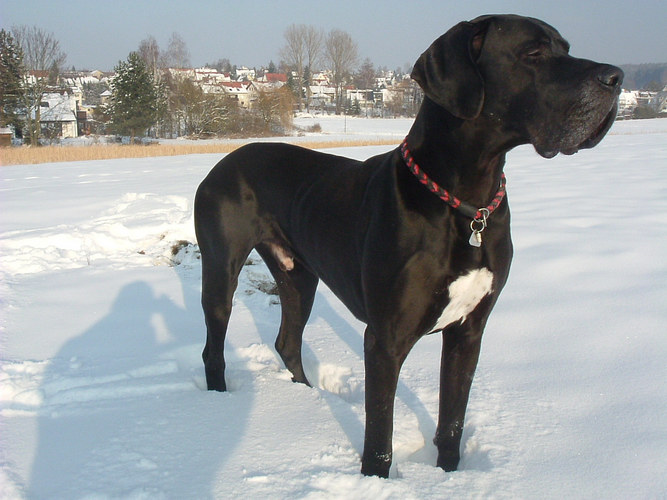 moritz liebt den schnee