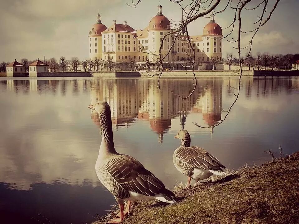 Moritzburg