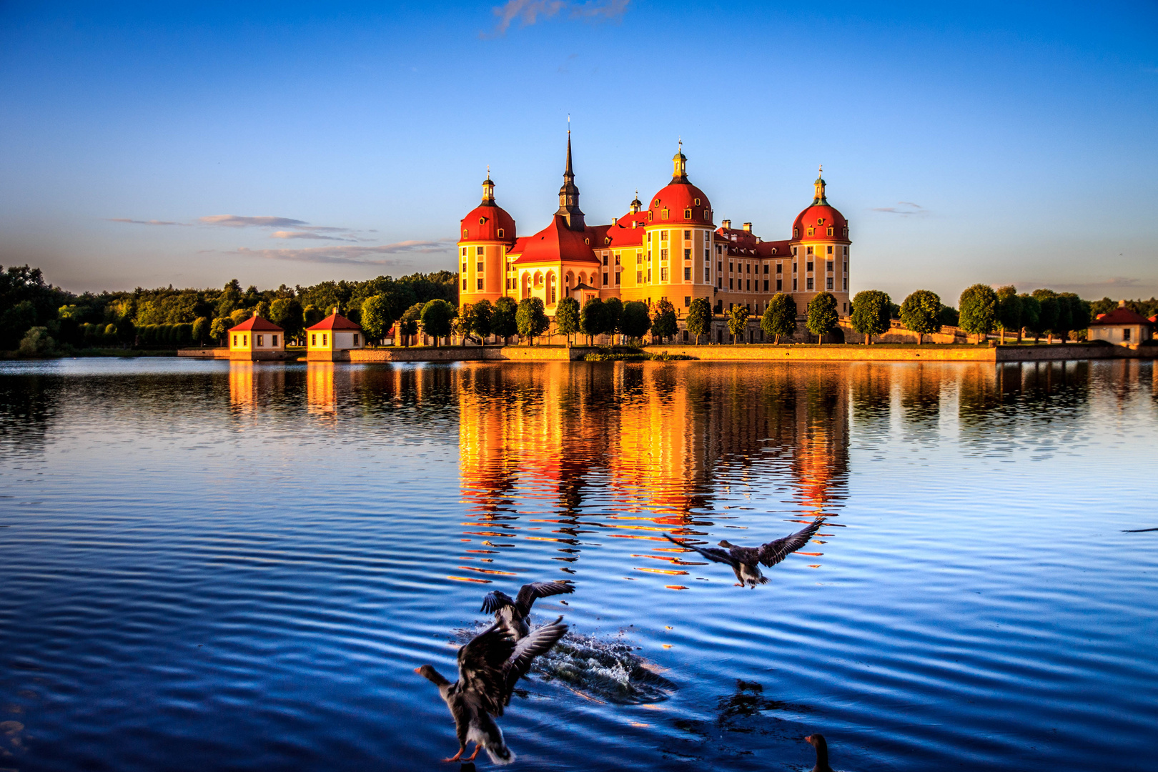 Moritzburg im Sonnenuntergang mit Graugänsen