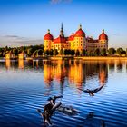 Moritzburg im Sonnenuntergang mit Graugänsen