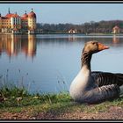 Moritzburg mit Gans