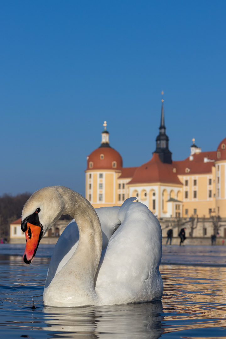 Moritzburg On Ice