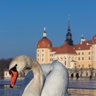 Moritzburg On Ice