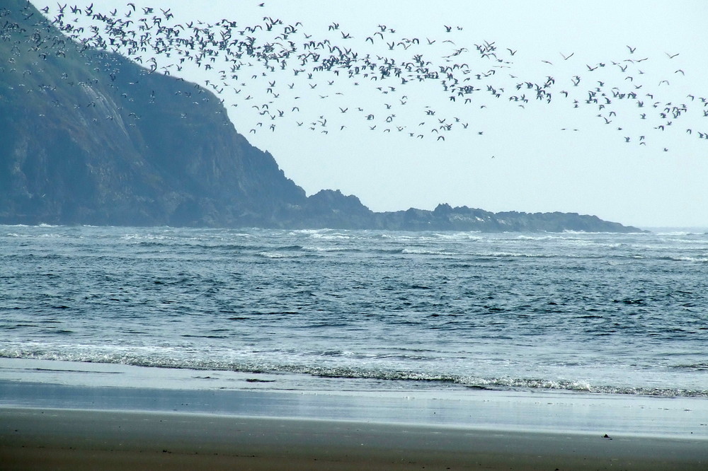 Morjim Beach - Birds